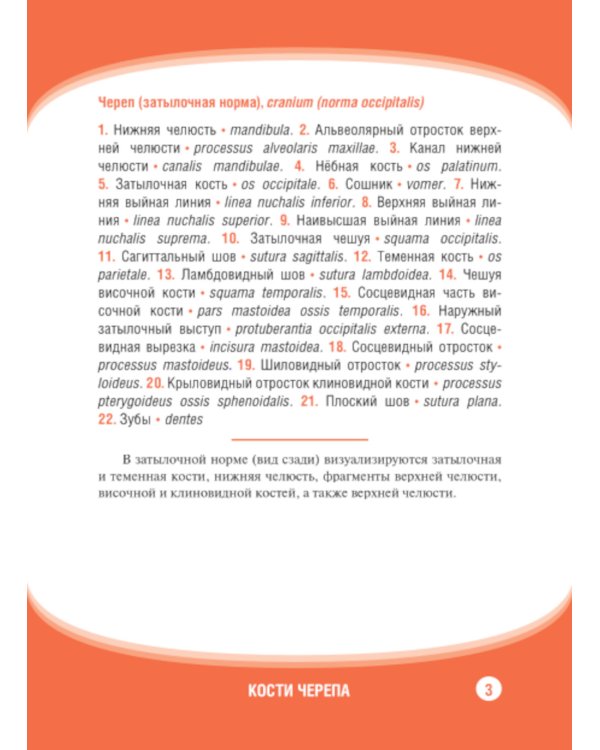 Анатомия человека. Кости черепа. Карточки + кольцо для стяжки карточек: наглядное учебное пособие
