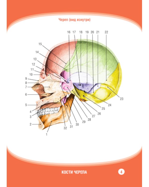 Анатомия человека. Кости черепа. Карточки + кольцо для стяжки карточек: наглядное учебное пособие