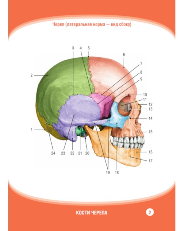 Анатомия человека. Кости черепа. Карточки + кольцо для стяжки карточек: наглядное учебное пособие