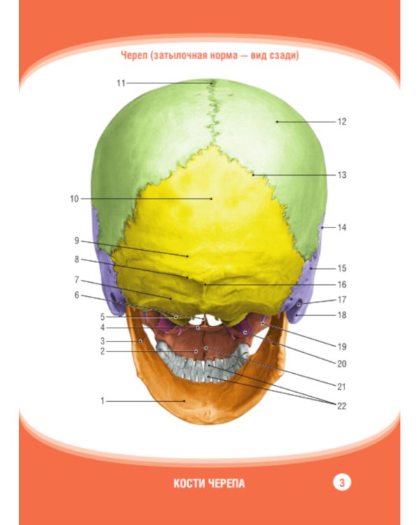 Анатомия человека. Кости черепа. Карточки + кольцо для стяжки карточек: наглядное учебное пособие