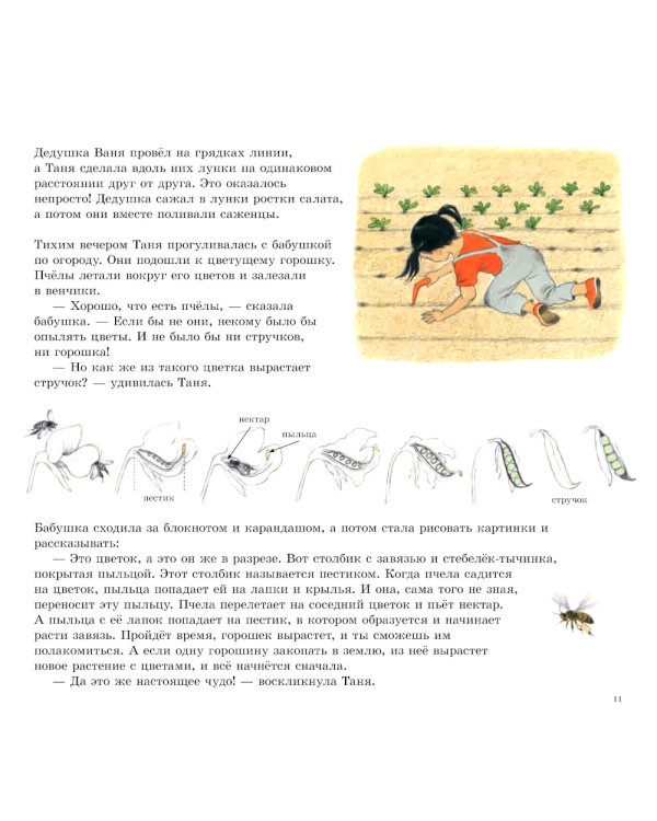 Как растут овощи?