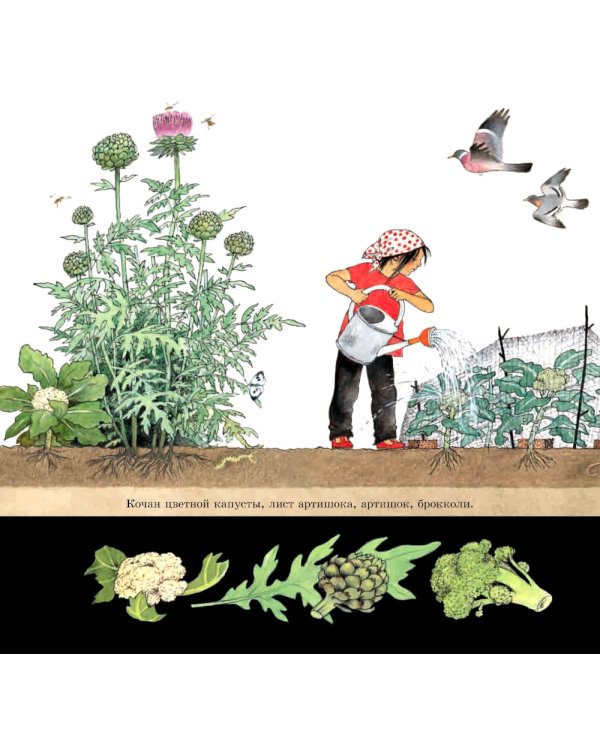 Как растут овощи?