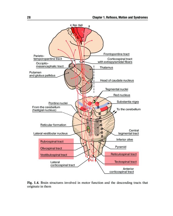 Топическая диагностика заболеваний нервной системы