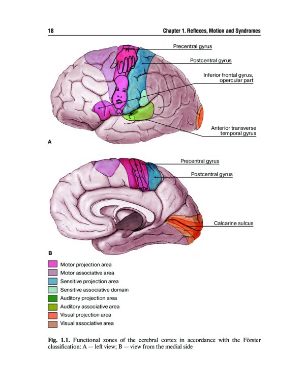 Топическая диагностика заболеваний нервной системы