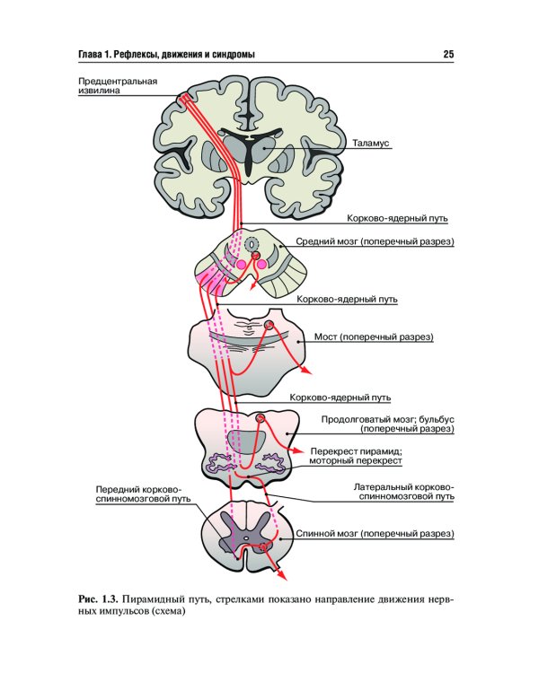 Топическая диагностика заболеваний нервной системы