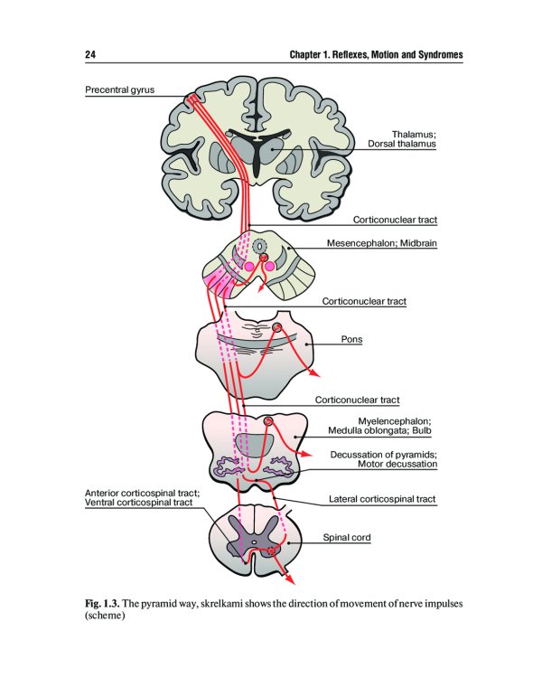 Топическая диагностика заболеваний нервной системы