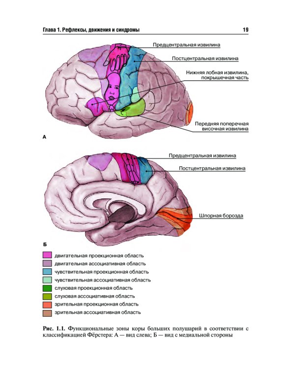 Топическая диагностика заболеваний нервной системы