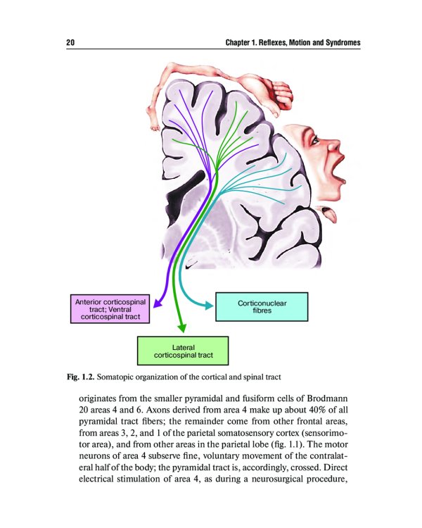 Топическая диагностика заболеваний нервной системы