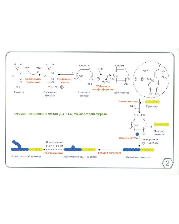 Биохимия. Основные метаболические пути организма человека (38 карточек)