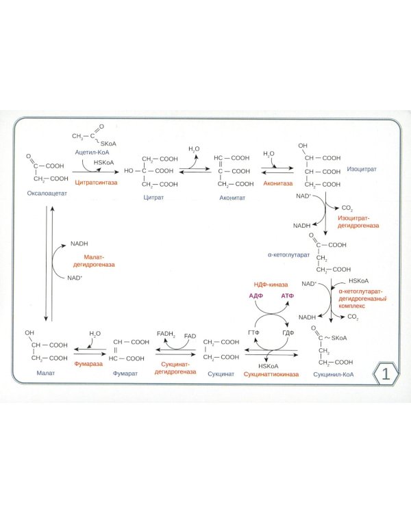 Биохимия. Основные метаболические пути организма человека (38 карточек)