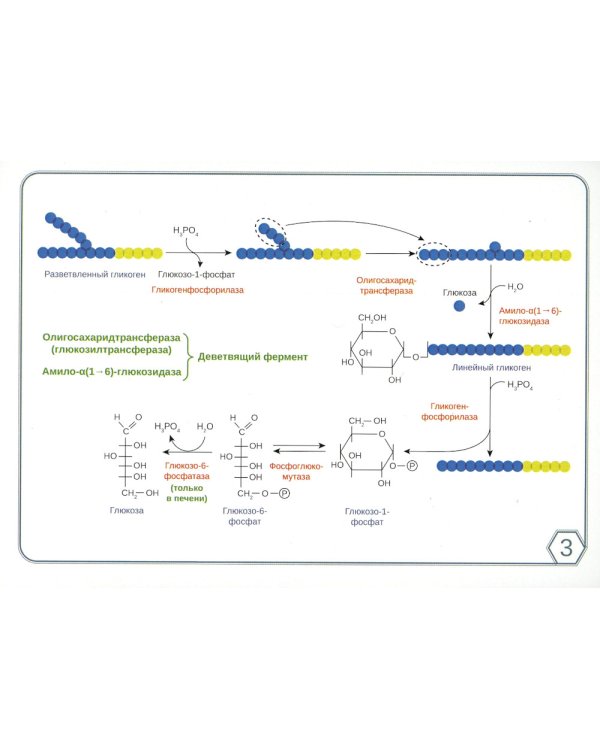 Биохимия. Основные метаболические пути организма человека (38 карточек)