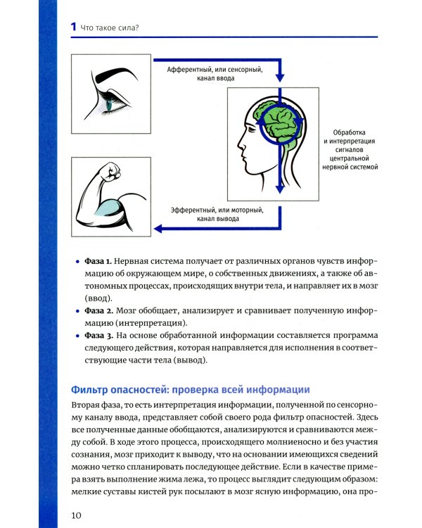 Нейроатлетика для оптимизации силовых тренировок: сила зарождается в мозге