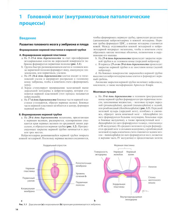 Дифференциальная диагностика в нейровизуализации. Головной мозг и его оболочки