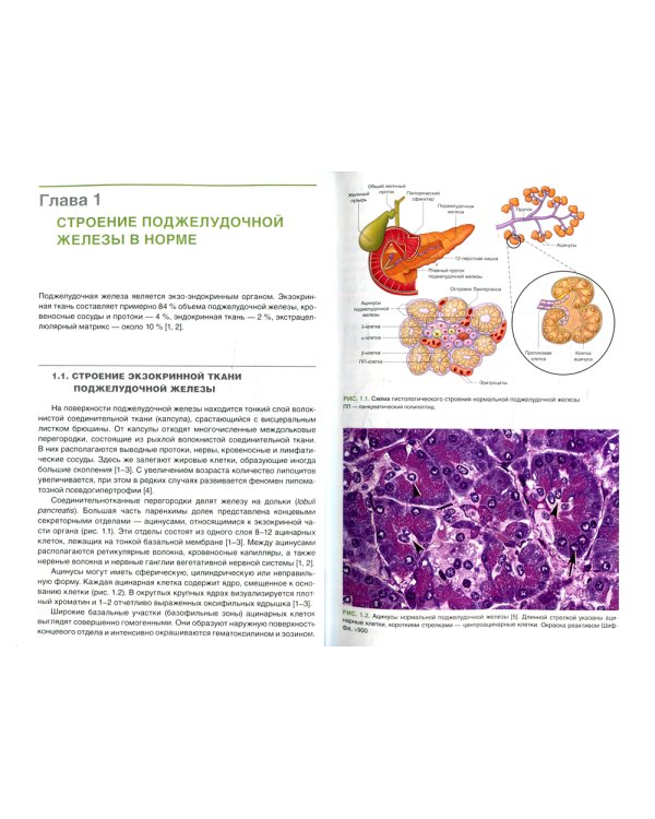 Патоморфологическая диагностика опухолеподобных образований поджелудочной железы. Руководство для врачей