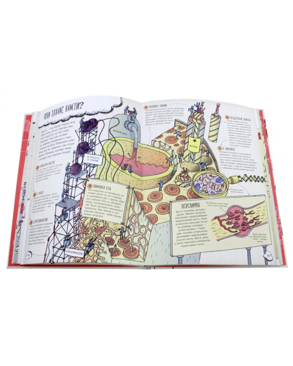 Большое путешествие по телу человека