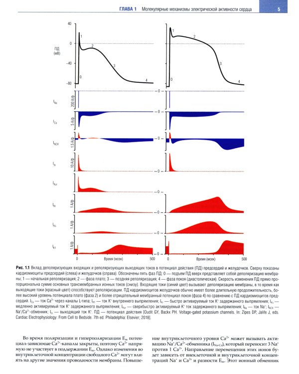 Клиническая аритмология и электрофизиология. Дополнение к руководству по сердечно-сосудистой медецине
