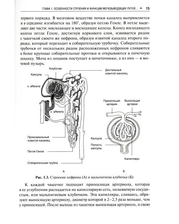 Цистит и беременность: руководство для врачей