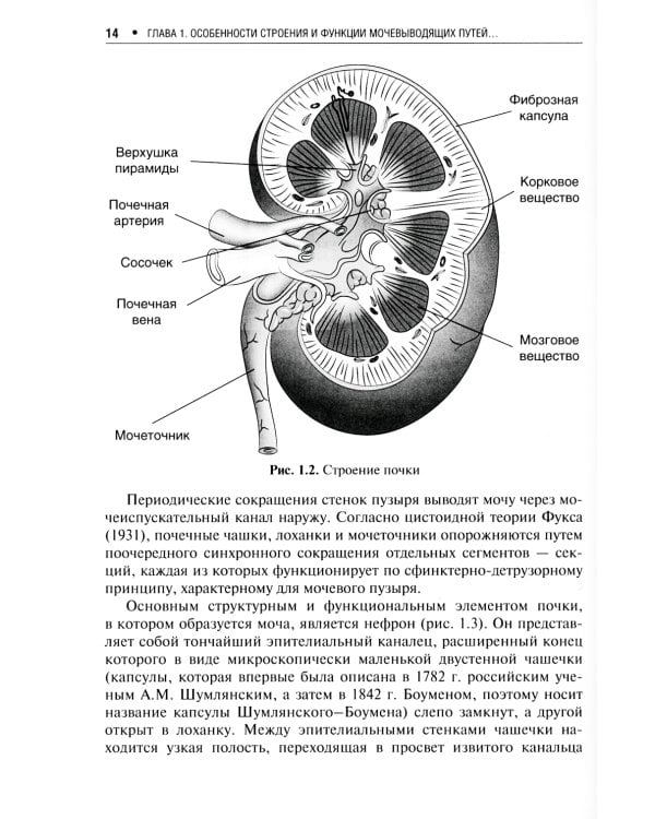 Цистит и беременность: руководство для врачей