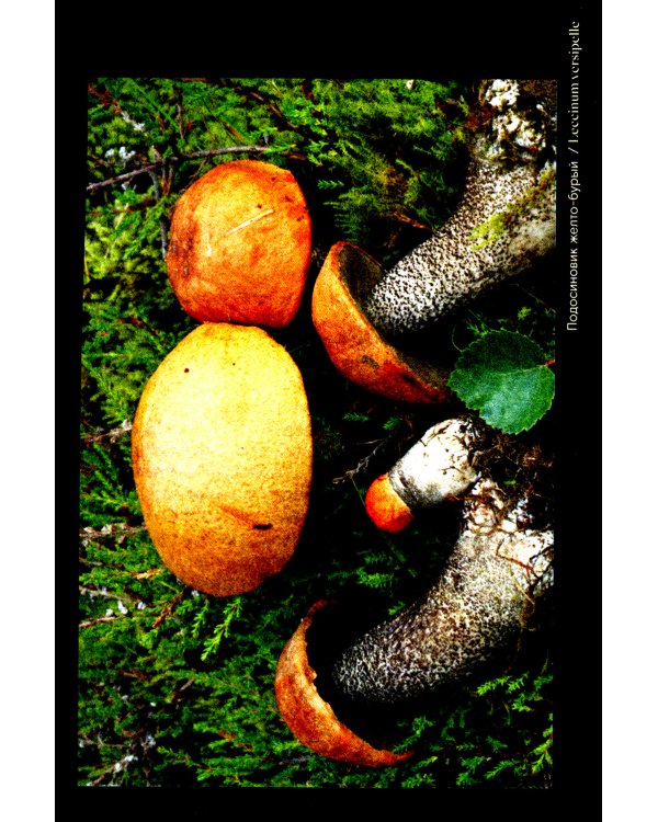 Путь через лес. О грибах и скорби