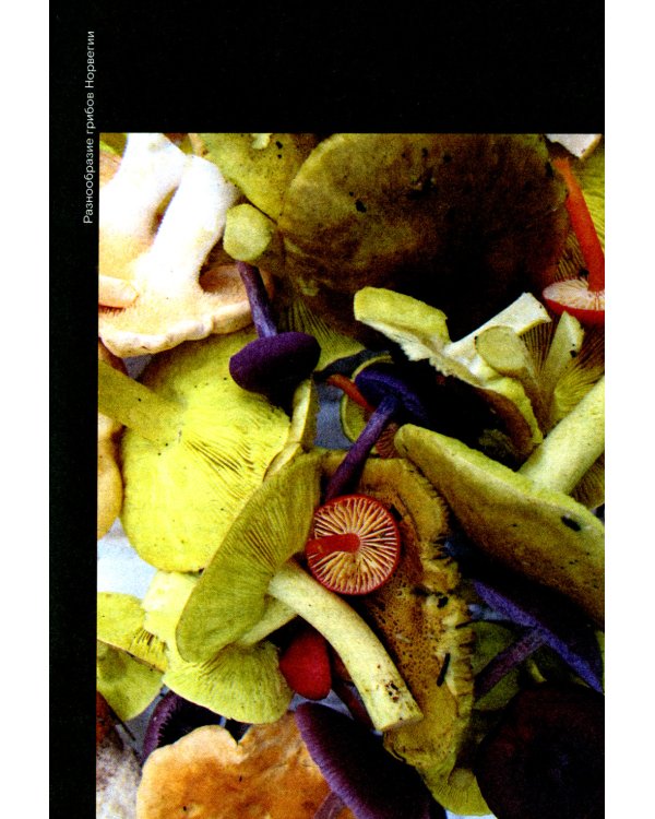 Путь через лес. О грибах и скорби