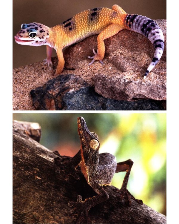 Мир животных. Открой для себя удивительный мир жив