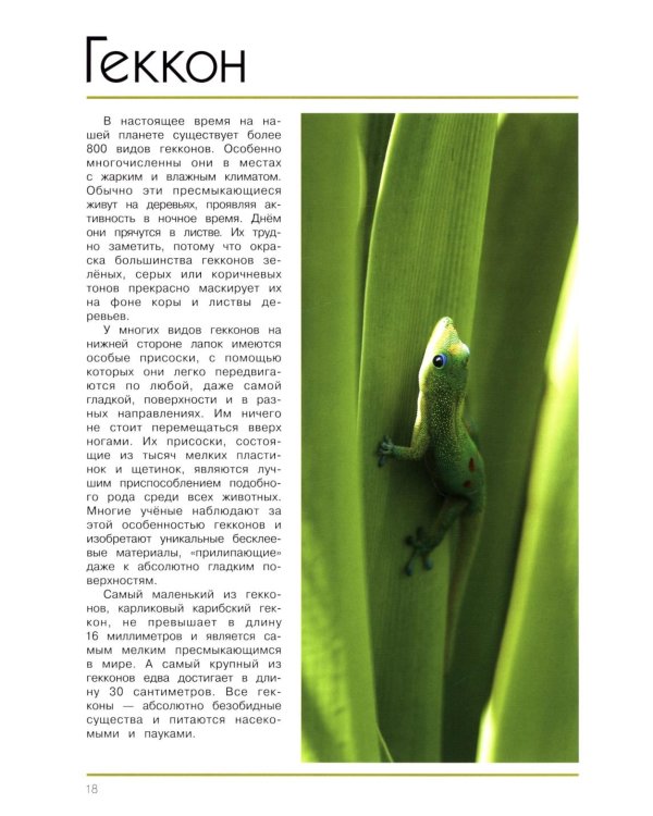 Мир животных. Открой для себя удивительный мир жив