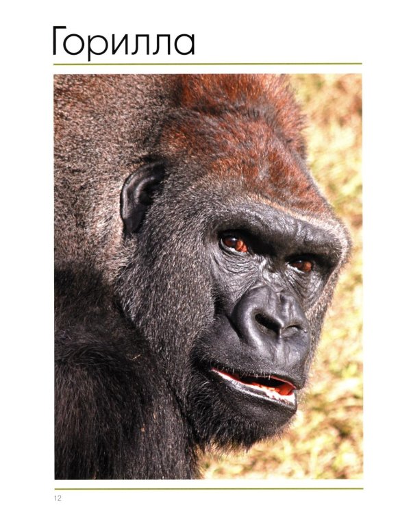 Мир животных. Открой для себя удивительный мир жив