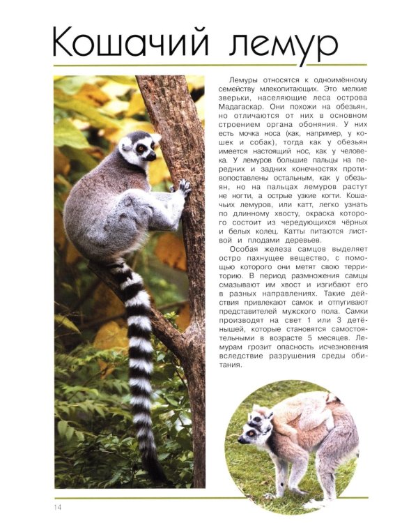 Мир животных. Открой для себя удивительный мир жив