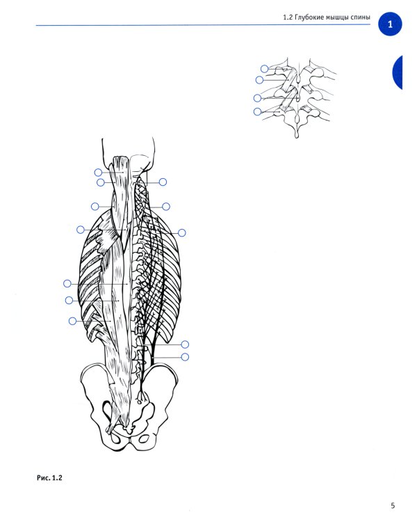 Sobotta. Рабочая тетрадь по анатомии человека