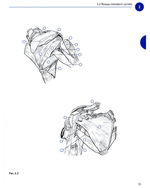 Sobotta. Рабочая тетрадь по анатомии человека