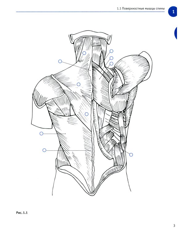 Sobotta. Рабочая тетрадь по анатомии человека