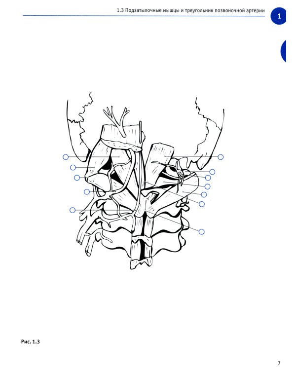 Sobotta. Рабочая тетрадь по анатомии человека