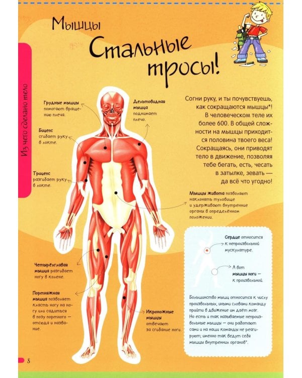 Тело человека. Нескучная анатомия