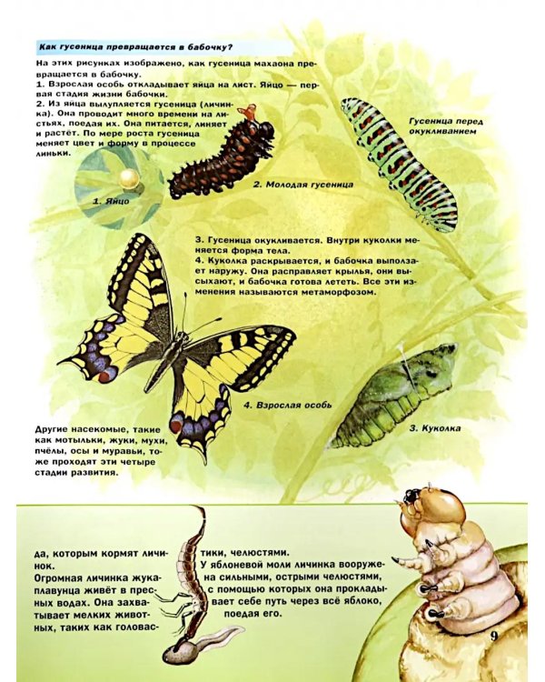 Удивительный мир животных: Вопросы и ответы