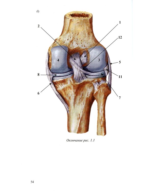 Лучевая диагностика повреждений коленного сустава (Конспект лучевого диагноста). 3-е изд