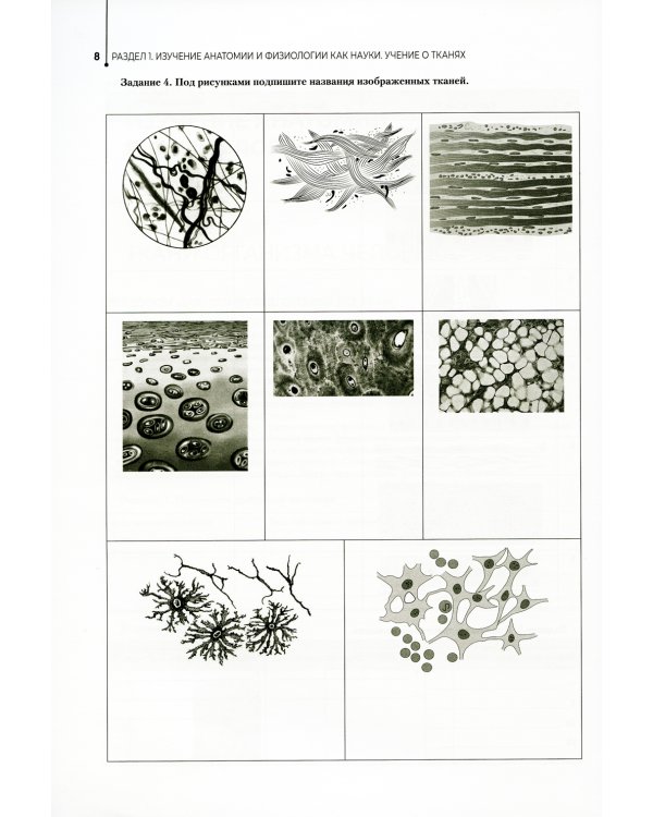 Анатомия и физиология человека. Рабочая тетрадь: Учебное пособие