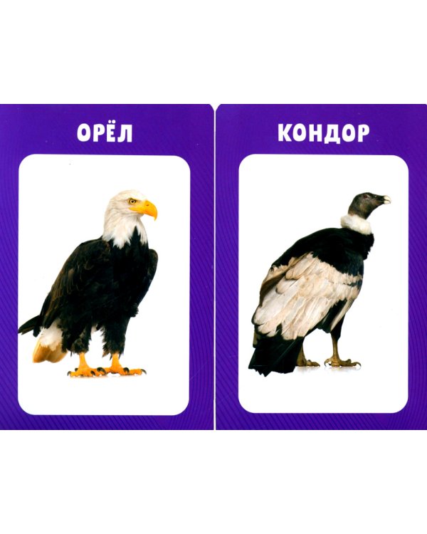 100 животных. Развивающие карточки для малышей. (50 карточек)