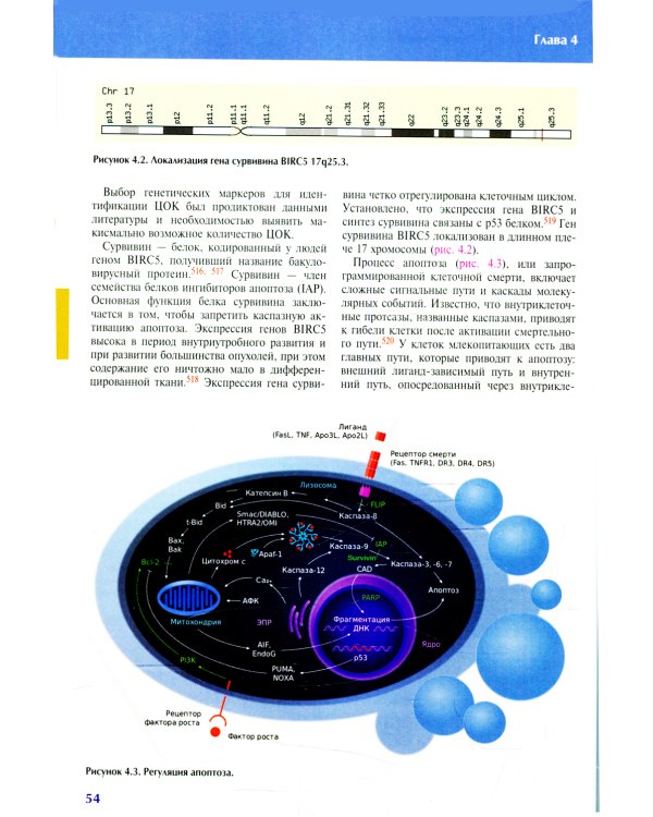 Циркулирующие опухолевые клетки: характеристика, клиническое и прогностическое значение при раке молочной железы