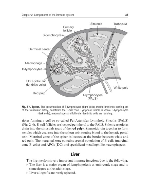 Immunology. Textbook