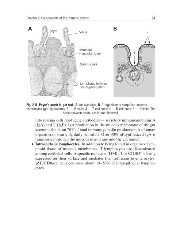Immunology. Textbook