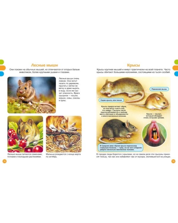 Животные-малютки