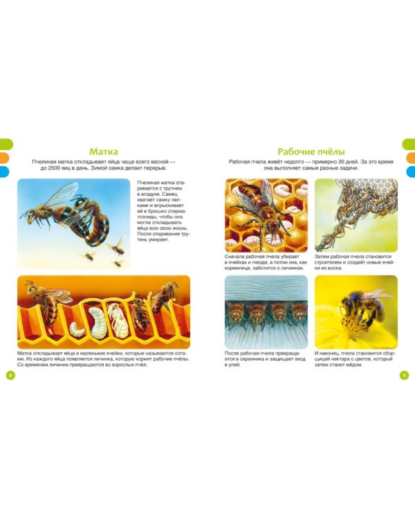 Животные-малютки