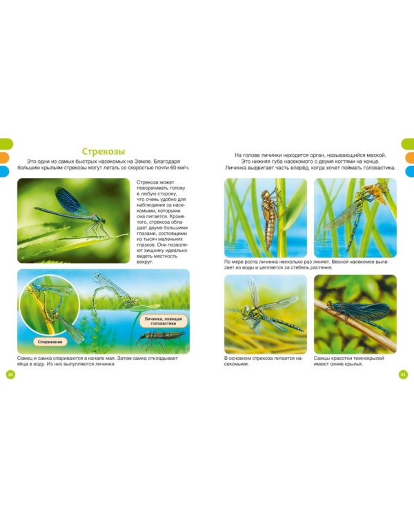 Животные-малютки