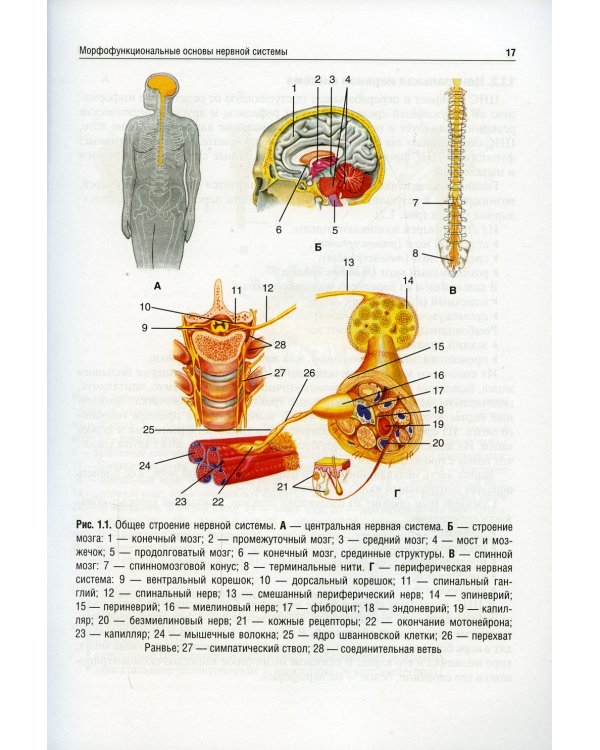 Неврология и нейрохирургия: Учебник. В 2 т. Т. 1. 5-е изд., доп