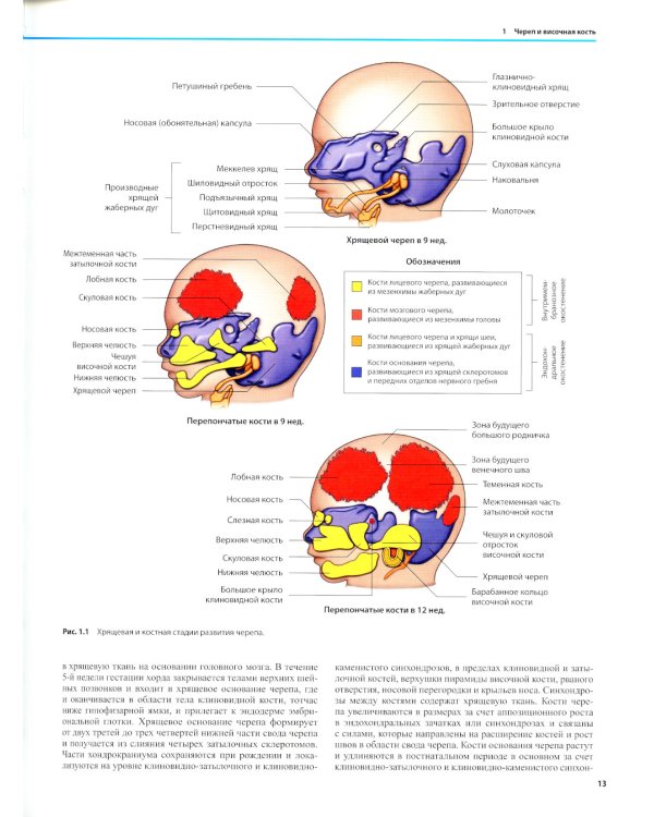 Дифференциальная диагностика в нейровизуализации. Голова и шея