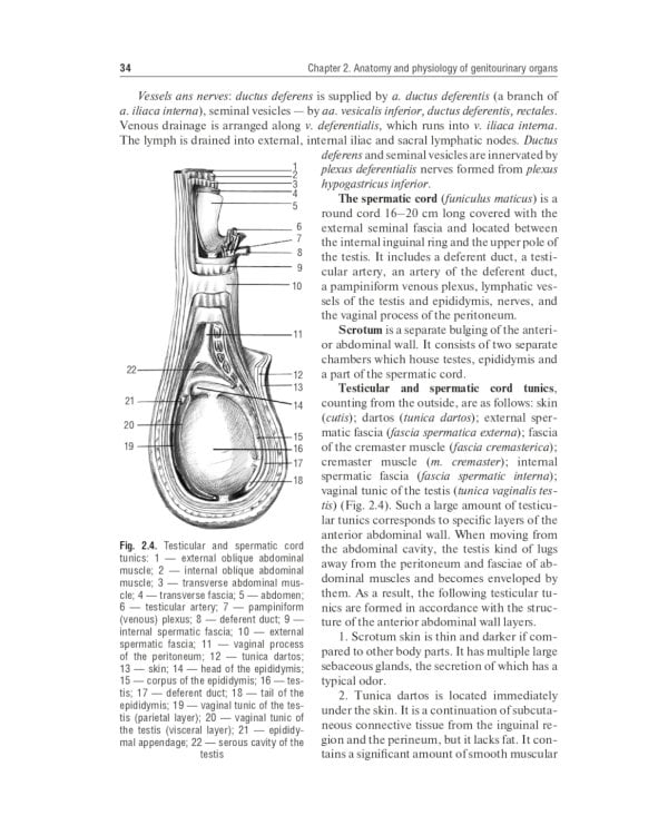 Urology: textbook: на англ.яз. 2-е изд., перераб.и доп
