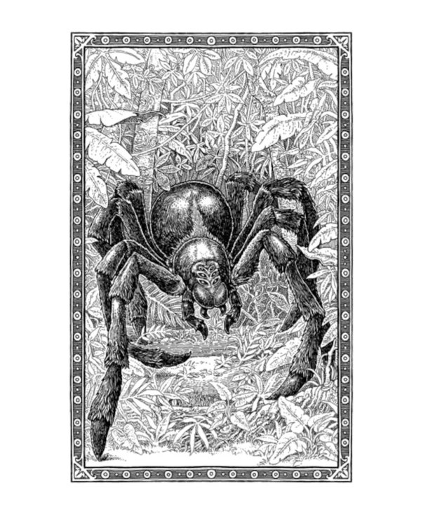 Сказки барда Бидля; Фантастические твари…; Квидиш сквозь века (комплект из 3-х книг)