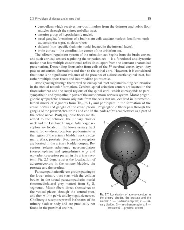 Urology: textbook: на англ.яз. 2-е изд., перераб.и доп