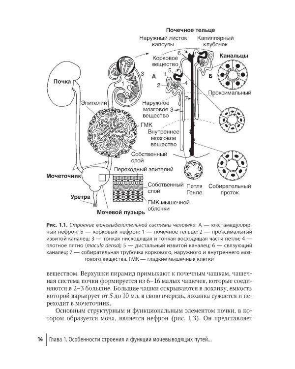 Заболевания почек и мочевыводящих путей в акушерстве: руководство для врачей