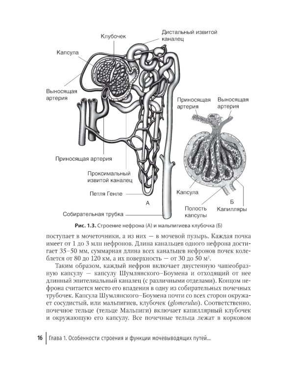Заболевания почек и мочевыводящих путей в акушерстве: руководство для врачей